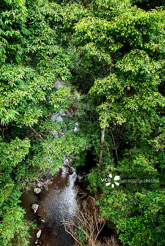 西双版纳,野象谷图片素材