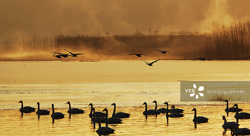黄河天鹅湖,天鹅图片素材