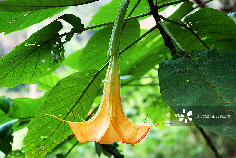 西双版纳,野象谷,植物图片素材