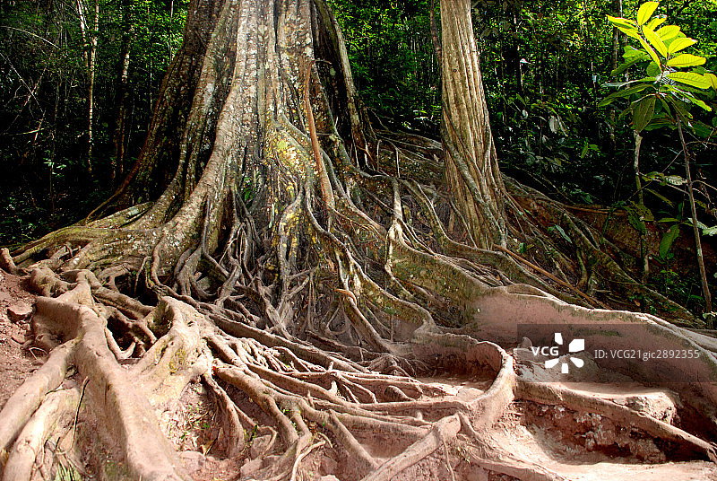 西双版纳,雨林谷,树根图片素材