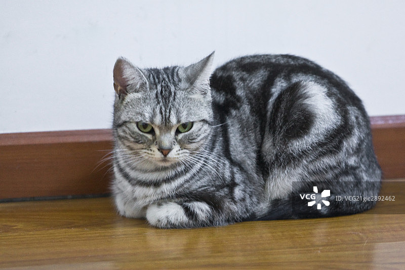 动物,猫图片素材
