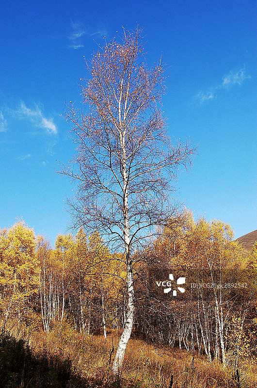 北京,季节,风景,树图片素材