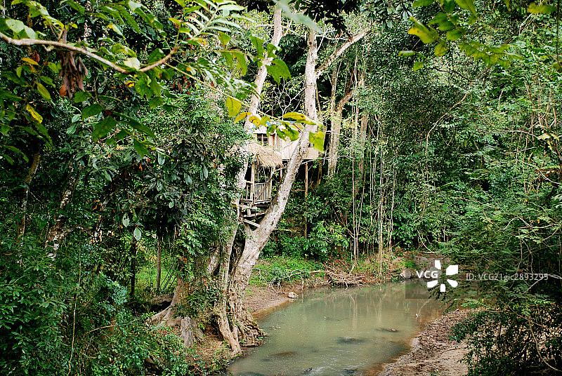 西双版纳,野象谷图片素材