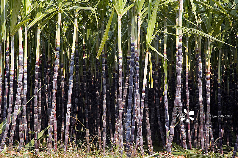 农田甘蔗图片素材