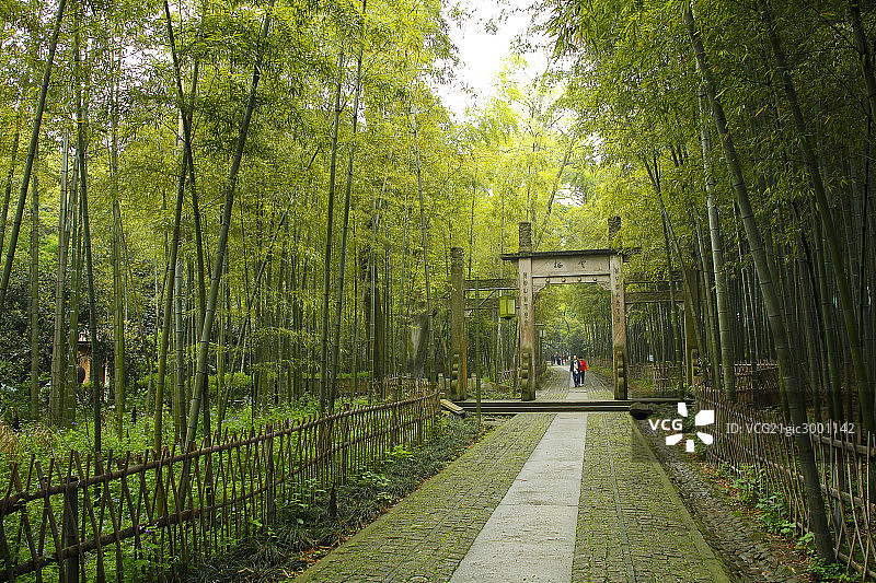 杭州云栖竹径图片素材