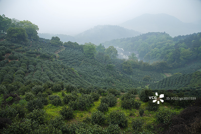 龙井村茶园图片素材
