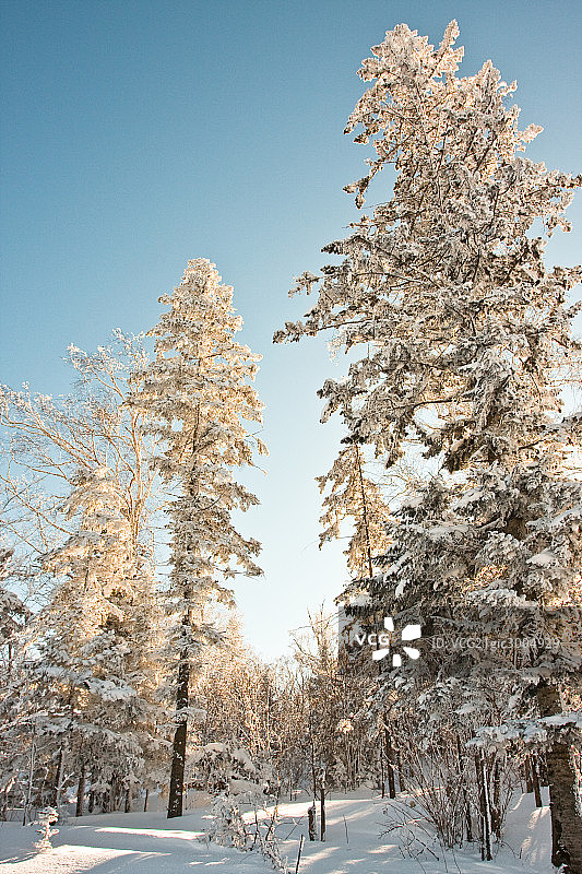 雪乡,树图片素材