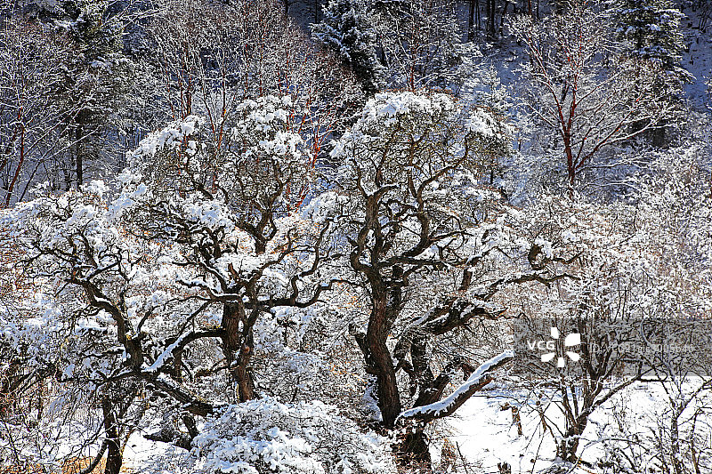 夹金山冬雪,树图片素材