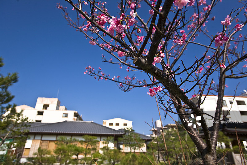 日本,樱花图片素材