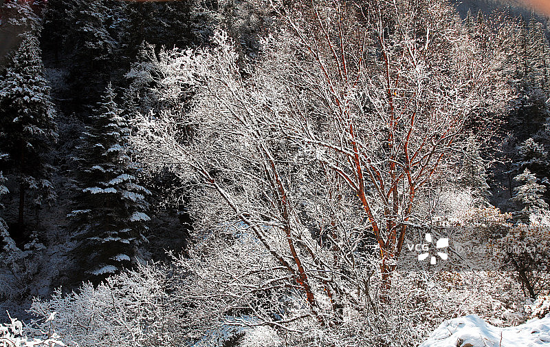 夹金山冬雪,树图片素材