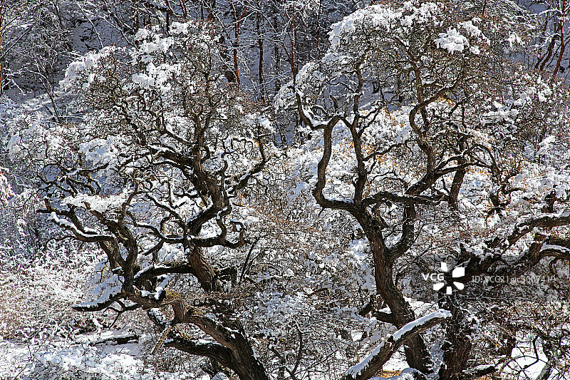 夹金山冬雪,树图片素材
