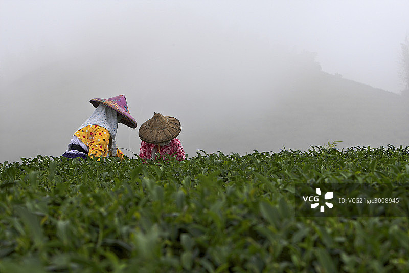 台湾阿里山乌龙茶园图片素材