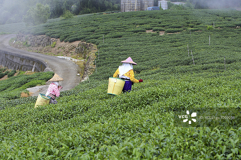 台湾阿里山乌龙茶园图片素材