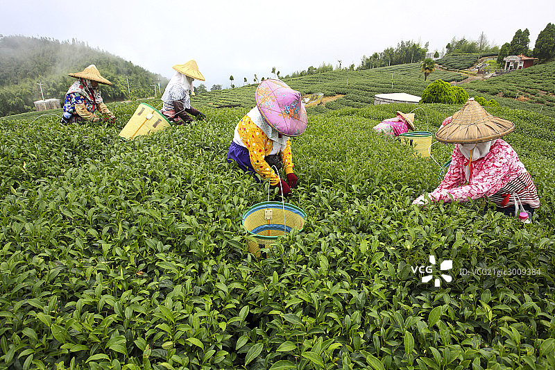 台湾阿里山乌龙茶园图片素材
