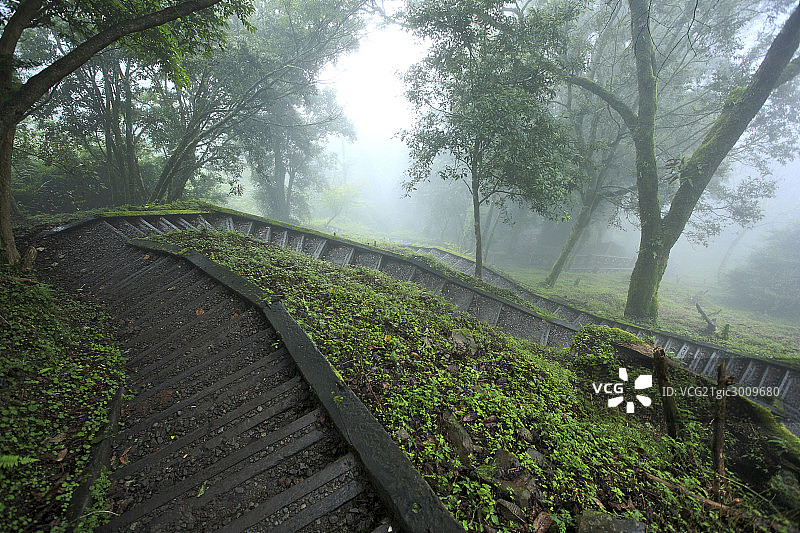 台湾阿里山神木图片素材