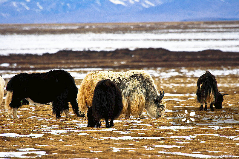 青海省玉树县,牧群图片素材