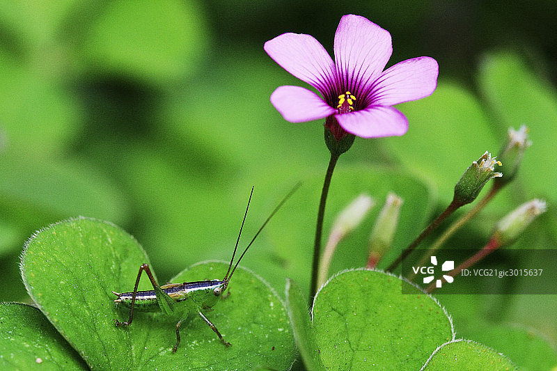 生态,植物,昆虫图片素材