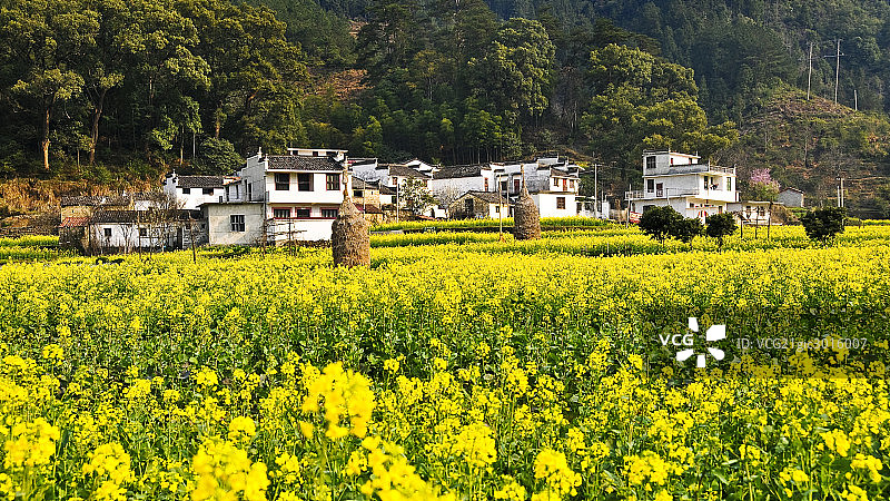 江西婺源江岭景区图片素材