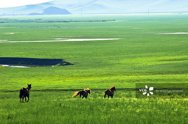 金帐汗草原图片素材