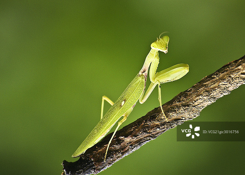 螳螂图片素材