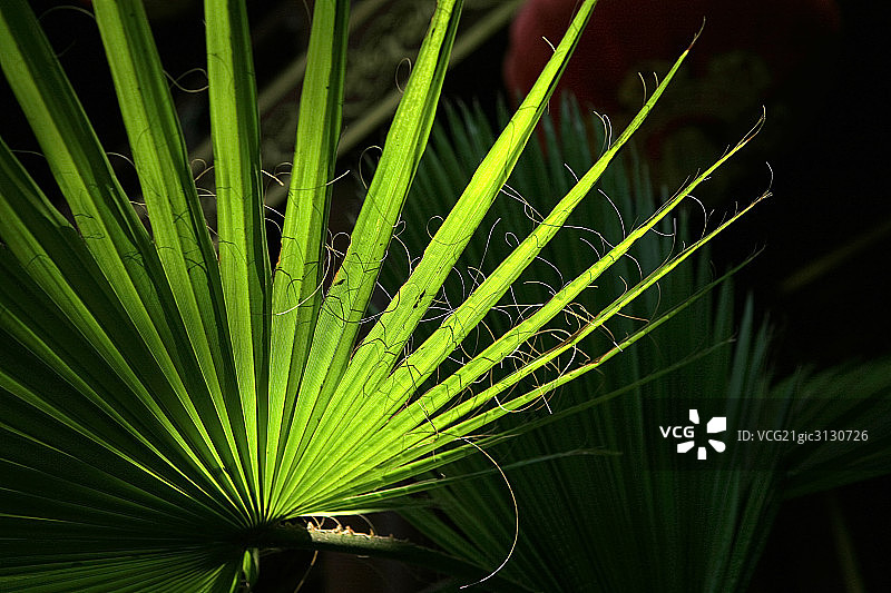 植物,叶子图片素材