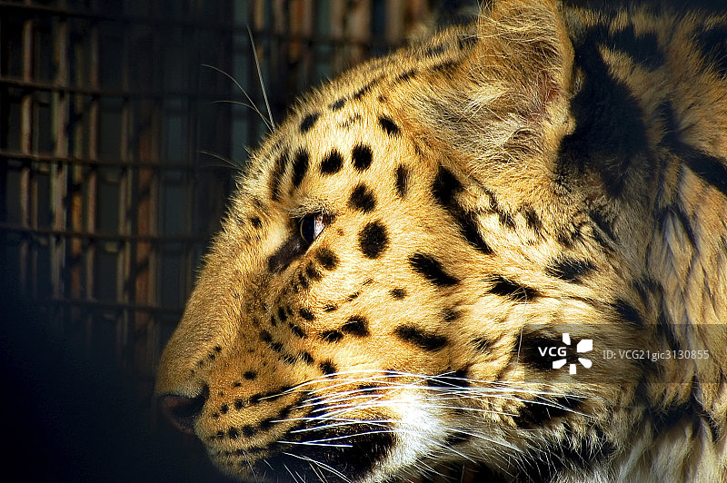 动物园,老虎图片素材