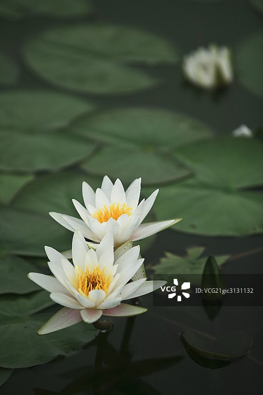 荷花图片素材