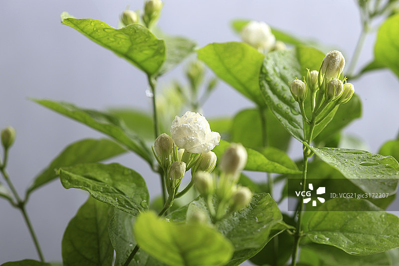 茉莉花图片素材