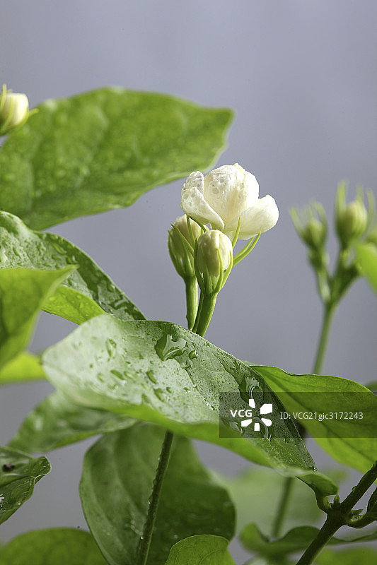 茉莉花图片素材
