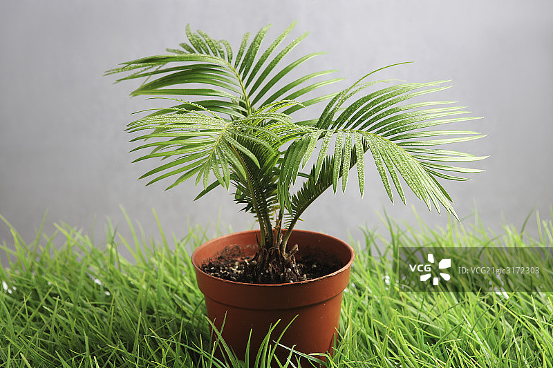 植物图片素材