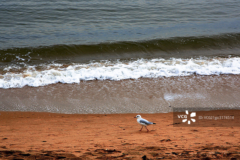 南戴河海滩图片素材