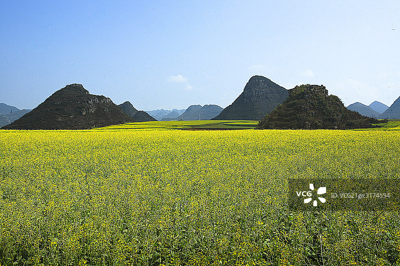 一望无际的油菜花图片素材