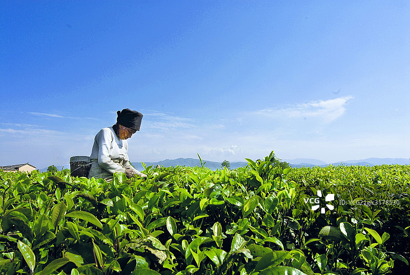 云南德宏苦丁茶图片素材