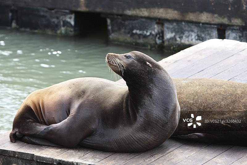 海豹公园图片素材