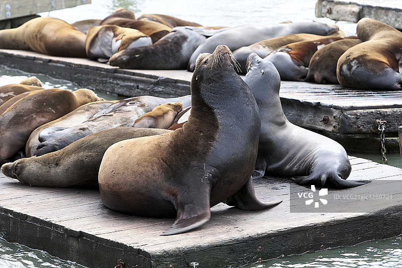 海豹公园图片素材