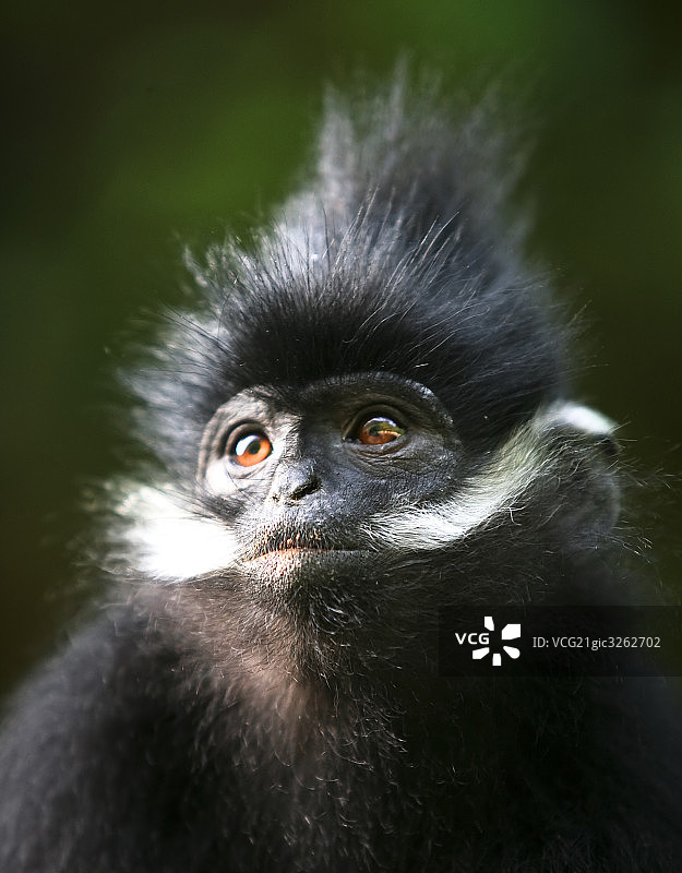 贵州铜仁风光灵长类动物图片素材