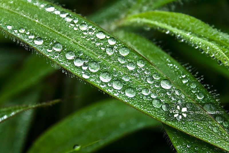 植物上的露水图片素材