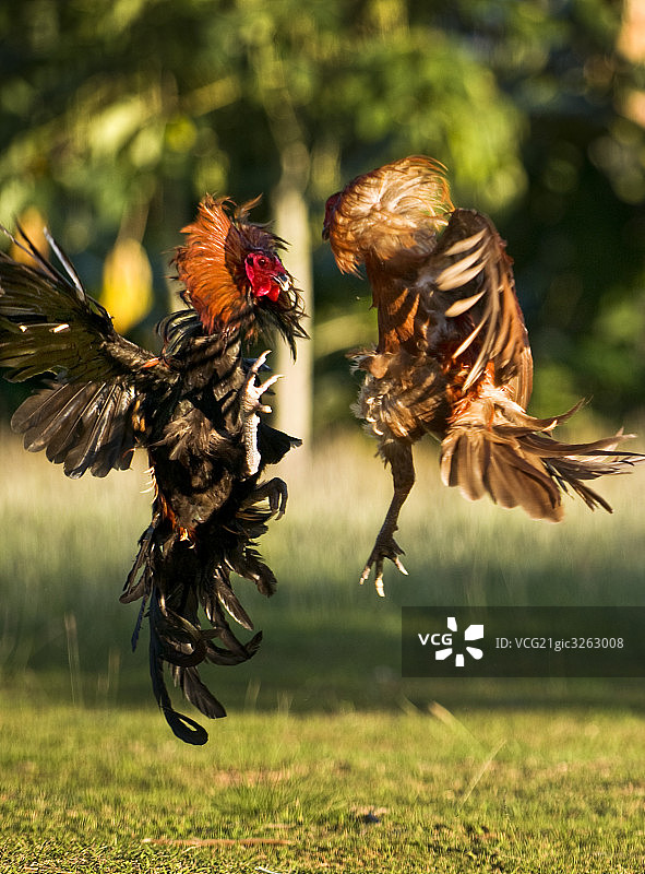 斗鸡图片素材