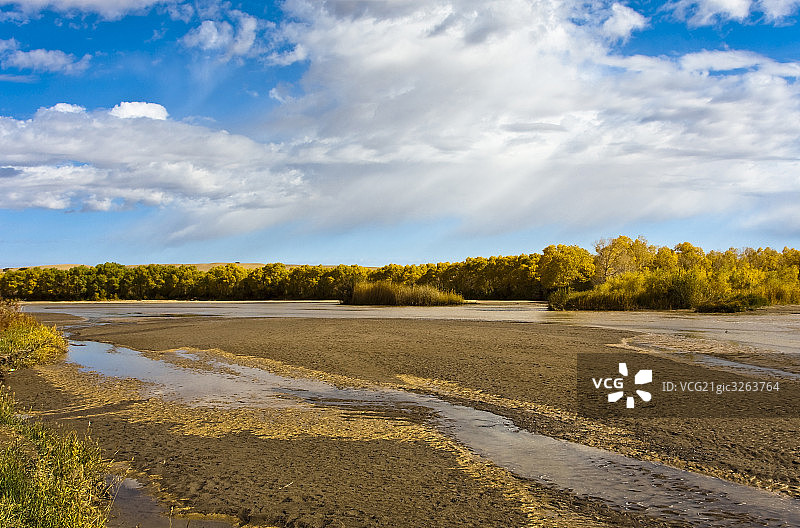 格尔木胡杨林图片素材
