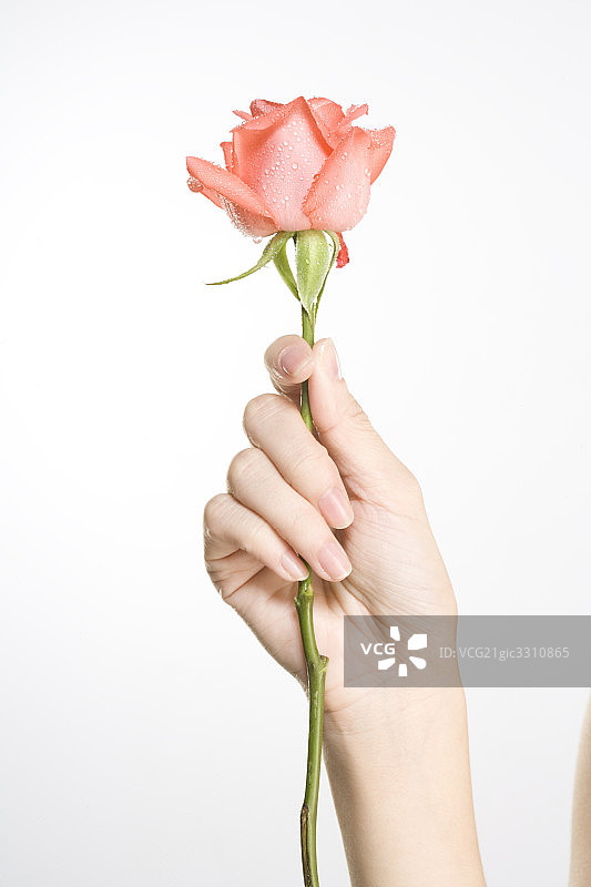 手里的玫瑰花图片素材