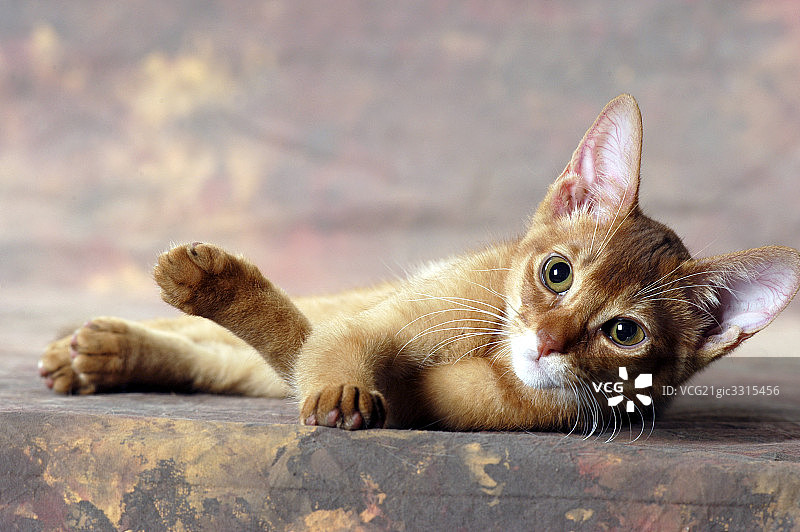 猫图片素材