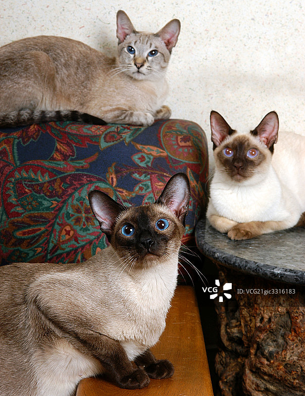 猫图片素材