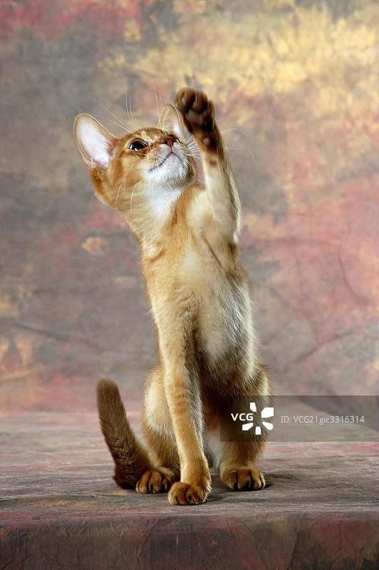 猫图片素材