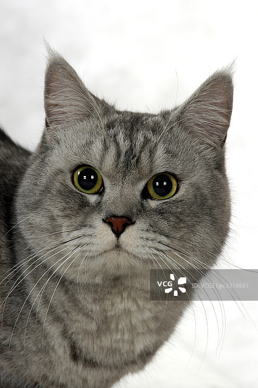 猫图片素材