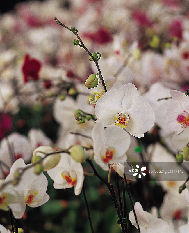 鲜花图片素材