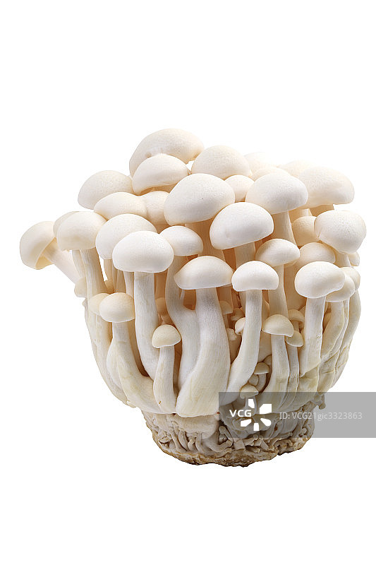 蔬菜-金针菇图片素材