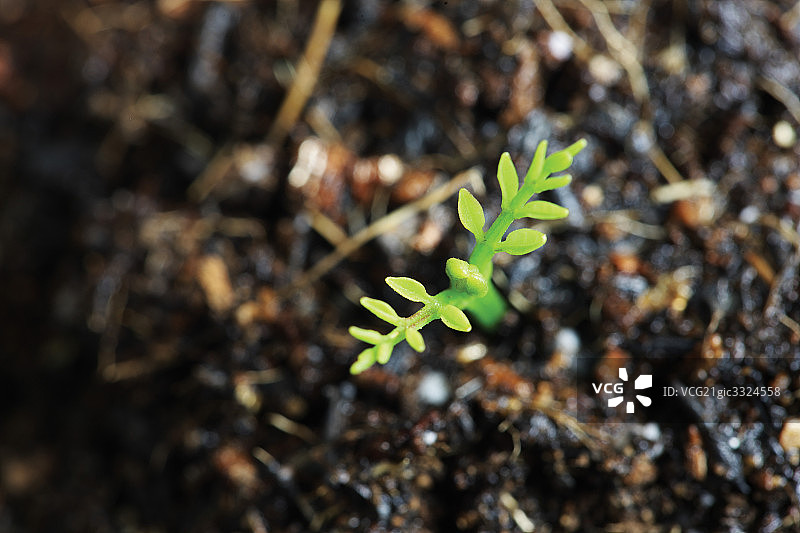 发芽图片素材