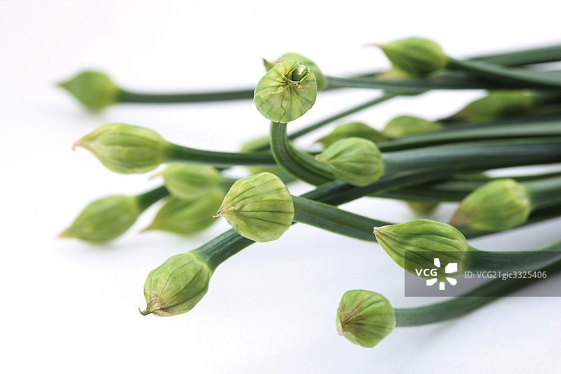 韭菜花图片素材