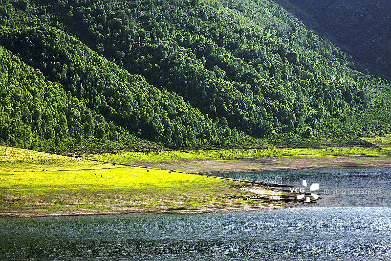 青海油菜花图片素材