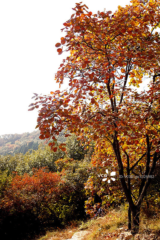 北京香山红叶图片素材